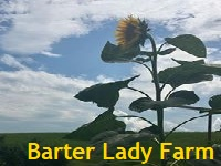 Barter Lady Farm